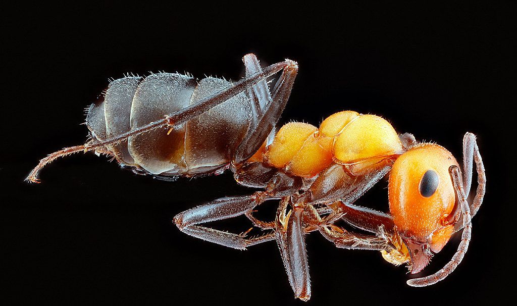 Ant Control service in Sparks, NV