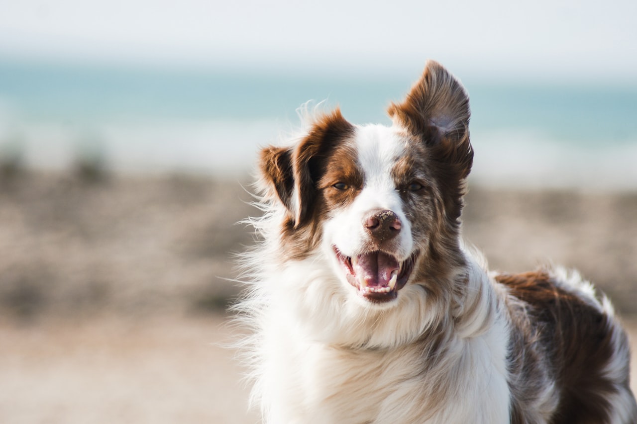 Flea & Tick Control service in Sparks, NV
