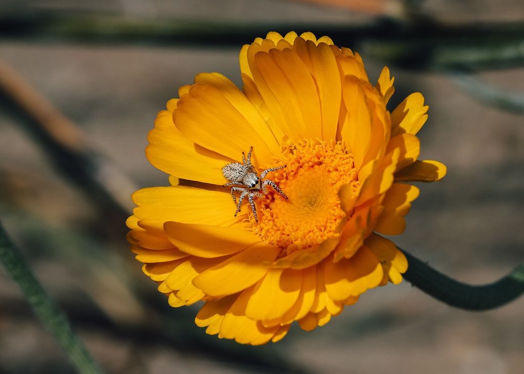 Spider Control service in Sparks, NV